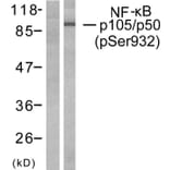 Western Blot - Anti-NF kappa B p105 / p50 (phospho Ser932) Antibody (A7161) - Antibodies.com