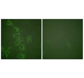 Immunofluorescence - Anti-Histamine H1 Receptor (phospho Ser398) Antibody (A1038) - Antibodies.com