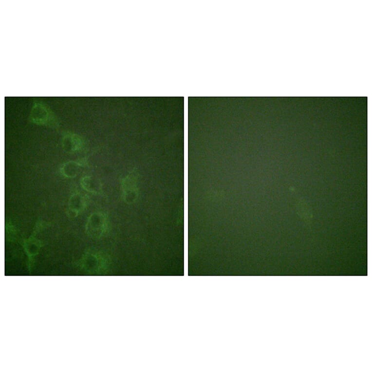 Immunofluorescence - Anti-Histamine H1 Receptor (phospho Ser398) Antibody (A1038) - Antibodies.com