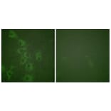 Immunofluorescence - Anti-Histamine H1 Receptor (phospho Ser398) Antibody (A1038) - Antibodies.com