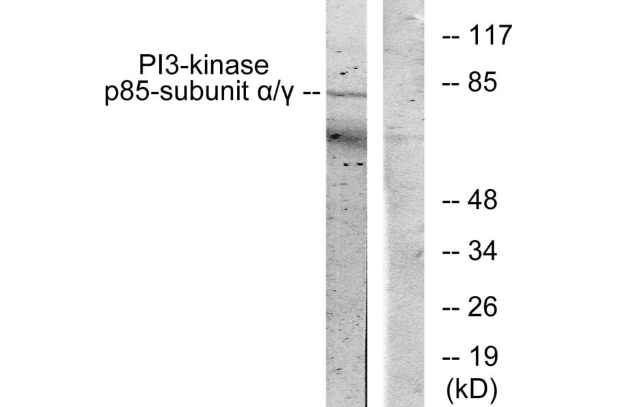 Western Blot - Anti-PI 3 Kinase p85 alpha + Gamma Antibody (B1224) - Antibodies.com