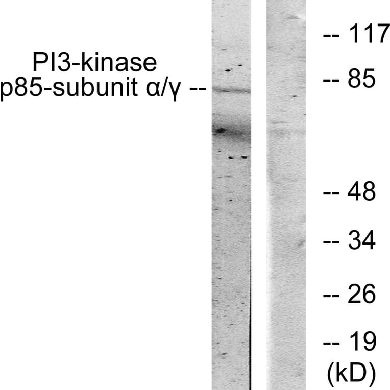 Western Blot - Anti-PI 3 Kinase p85 alpha + Gamma Antibody (B1224) - Antibodies.com