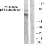 Western Blot - Anti-PI 3 Kinase p85 alpha + Gamma Antibody (B1224) - Antibodies.com