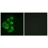 Immunofluorescence - Anti-PI 3 Kinase p85 alpha + Gamma Antibody (B1224) - Antibodies.com