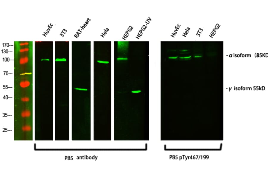 Western Blot - Anti-PI 3 Kinase p85 alpha + Gamma Antibody (B1224) - Antibodies.com