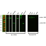 Western Blot - Anti-PI 3 Kinase p85 alpha + Gamma Antibody (B1224) - Antibodies.com