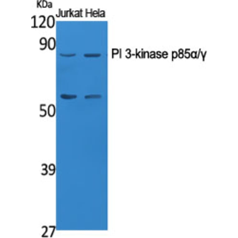 Western Blot - Anti-PI 3 Kinase p85 alpha + Gamma Antibody (B1224) - Antibodies.com