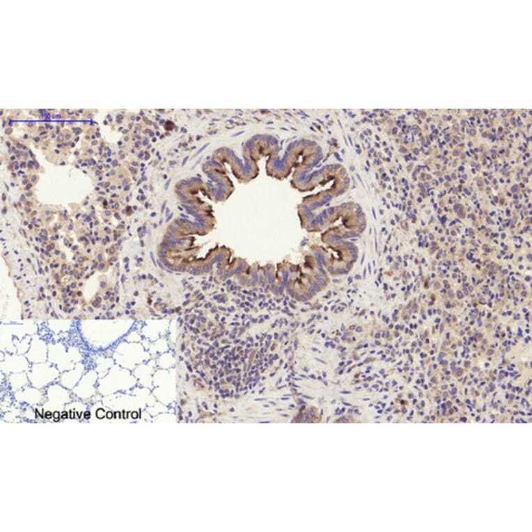 Immunohistochemistry - Anti-PI 3 Kinase p85 alpha + Gamma Antibody (B1224) - Antibodies.com