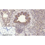 Immunohistochemistry - Anti-PI 3 Kinase p85 alpha + Gamma Antibody (B1224) - Antibodies.com
