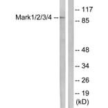 Western Blot - Anti-MARK1 + MARK2 + MARK3 + MARK4 Antibody (B1093) - Antibodies.com