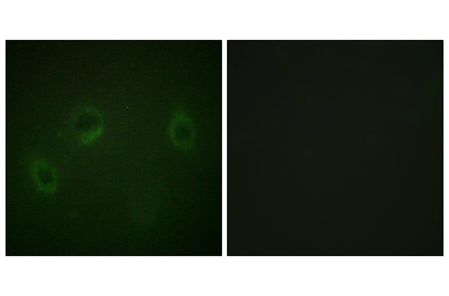 Immunofluorescence - Anti-MARK1 + MARK2 + MARK3 + MARK4 Antibody (B1093) - Antibodies.com