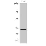 Western Blot - Anti-MARK1 + MARK2 + MARK3 + MARK4 Antibody (B1093) - Antibodies.com
