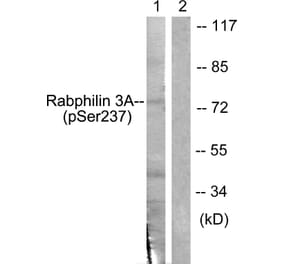 Western Blot - Anti-Rabphilin 3A (phospho Ser237) Antibody (A0563) - Antibodies.com