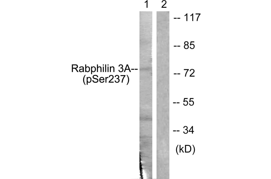 Western Blot - Anti-Rabphilin 3A (phospho Ser237) Antibody (A0563) - Antibodies.com
