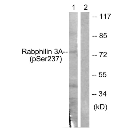 Western Blot - Anti-Rabphilin 3A (phospho Ser237) Antibody (A0563) - Antibodies.com
