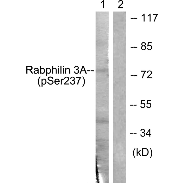 Western Blot - Anti-Rabphilin 3A (phospho Ser237) Antibody (A0563) - Antibodies.com
