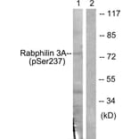 Western Blot - Anti-Rabphilin 3A (phospho Ser237) Antibody (A0563) - Antibodies.com
