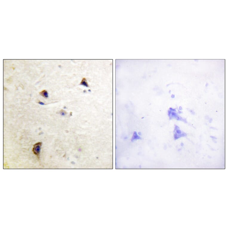 Immunohistochemistry - Anti-Rabphilin 3A (phospho Ser237) Antibody (A0563) - Antibodies.com