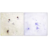 Immunohistochemistry - Anti-Rabphilin 3A (phospho Ser237) Antibody (A0563) - Antibodies.com
