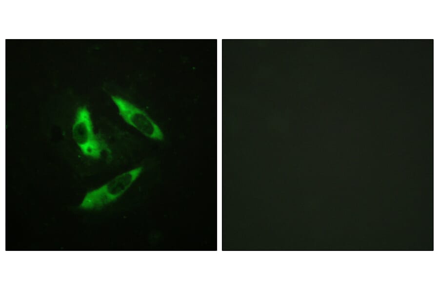 Immunofluorescence - Anti-Rabphilin 3A (phospho Ser237) Antibody (A0563) - Antibodies.com