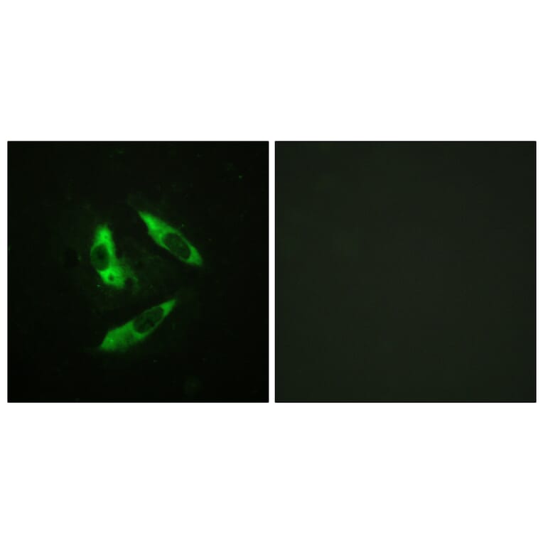 Immunofluorescence - Anti-Rabphilin 3A (phospho Ser237) Antibody (A0563) - Antibodies.com