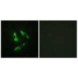 Immunofluorescence - Anti-Rabphilin 3A (phospho Ser237) Antibody (A0563) - Antibodies.com