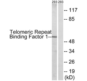 Western Blot - Anti-Telomeric Repeat Binding Factor 1 Antibody (B1239) - Antibodies.com