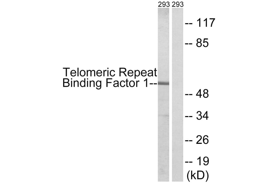 Western Blot - Anti-Telomeric Repeat Binding Factor 1 Antibody (B1239) - Antibodies.com