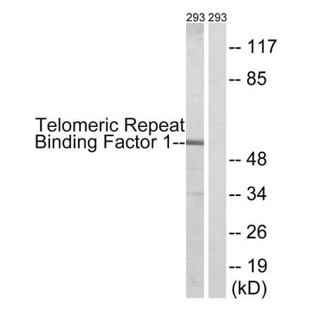 Western Blot - Anti-Telomeric Repeat Binding Factor 1 Antibody (B1239) - Antibodies.com