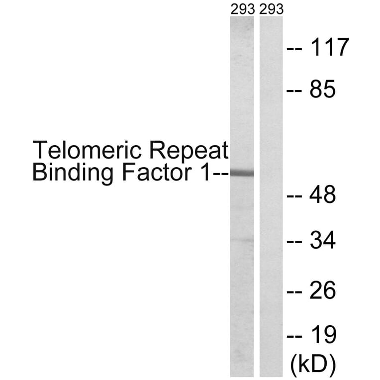 Western Blot - Anti-Telomeric Repeat Binding Factor 1 Antibody (B1239) - Antibodies.com