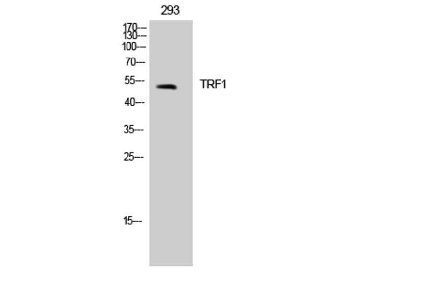 Western Blot - Anti-Telomeric Repeat Binding Factor 1 Antibody (B1239) - Antibodies.com