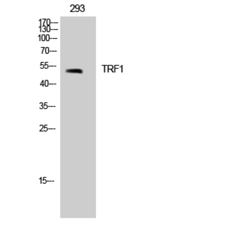 Western Blot - Anti-Telomeric Repeat Binding Factor 1 Antibody (B1239) - Antibodies.com