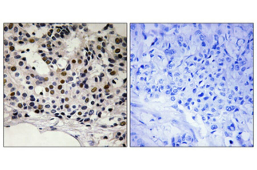 Immunohistochemistry - Anti-Myogenic Factor 5 (phospho Ser49) Antibody (A1218) - Antibodies.com