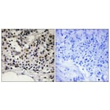 Immunohistochemistry - Anti-Myogenic Factor 5 (phospho Ser49) Antibody (A1218) - Antibodies.com