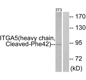 Western Blot - Anti-ITGA5 (heavy chain,cleaved Phe42) Antibody (L0277) - Antibodies.com