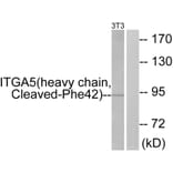 Western Blot - Anti-ITGA5 (heavy chain,cleaved Phe42) Antibody (L0277) - Antibodies.com