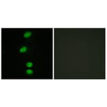 Immunofluorescence - Anti-Androgen Receptor (phospho Ser94) Antibody (A0767) - Antibodies.com