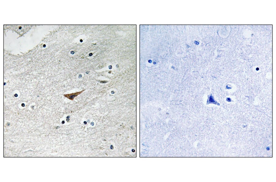 Immunohistochemistry - Anti-VE-Cadherin (phospho Tyr731) Antibody (A8251) - Antibodies.com