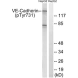 Western Blot - Anti-VE-Cadherin (phospho Tyr731) Antibody (A8251) - Antibodies.com