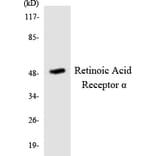 Western Blot - Anti-Retinoic Acid Receptor alpha Antibody (R12-3424) - Antibodies.com