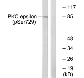 Western Blot - Anti-PKC epsilon (phospho Ser729) Antibody (A0802) - Antibodies.com