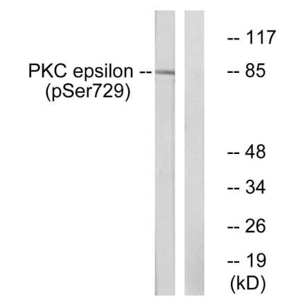Western Blot - Anti-PKC epsilon (phospho Ser729) Antibody (A0802) - Antibodies.com