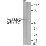 Western Blot - Anti-Mst1 + Mst2 (phospho Thr183) Antibody (A0687) - Antibodies.com