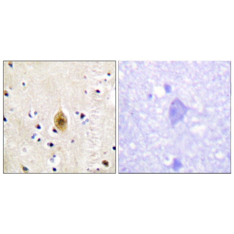 Immunohistochemistry - Anti-Mst1 + Mst2 (phospho Thr183) Antibody (A0687) - Antibodies.com