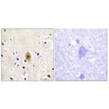 Immunohistochemistry - Anti-Mst1 + Mst2 (phospho Thr183) Antibody (A0687) - Antibodies.com