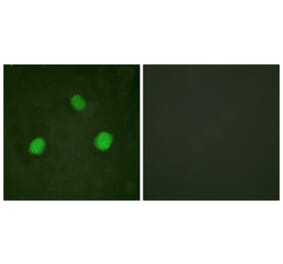 Immunofluorescence - Anti-Histone H3.3 (phospho Ser31) Antibody (A0792) - Antibodies.com