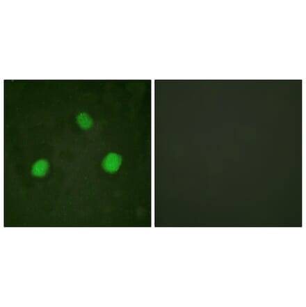 Immunofluorescence - Anti-Histone H3.3 (phospho Ser31) Antibody (A0792) - Antibodies.com