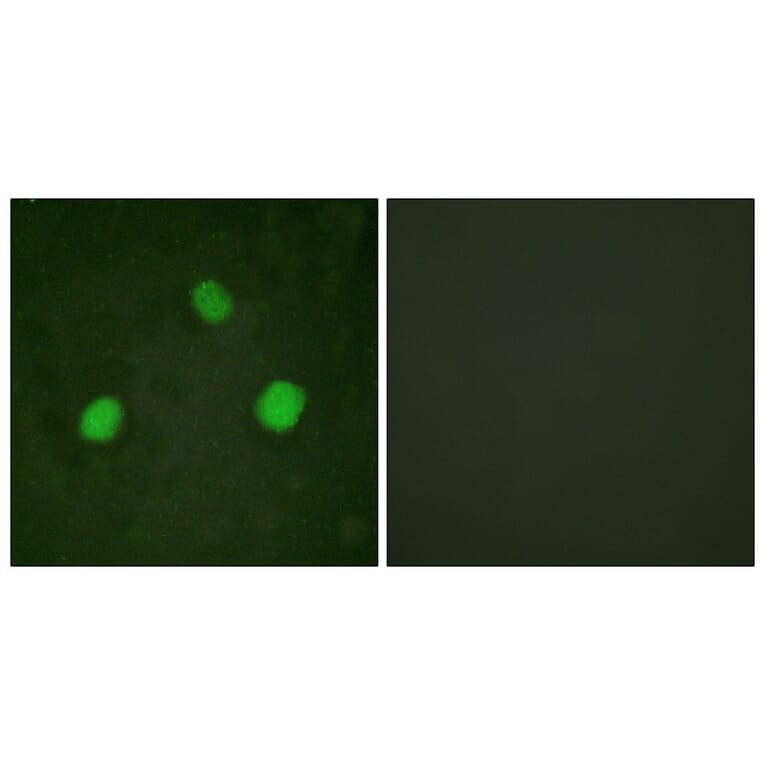 Immunofluorescence - Anti-Histone H3.3 (phospho Ser31) Antibody (A0792) - Antibodies.com