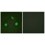 Immunofluorescence - Anti-Histone H3.3 (phospho Ser31) Antibody (A0792) - Antibodies.com