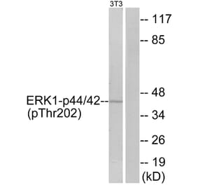 Western Blot - Anti-ERK1 + ERK2 (phospho Thr202) Antibody (A7073) - Antibodies.com